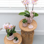 Roze orchidee en succulent Miranda in sierpotten
